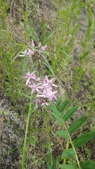 Cynanchum purpureum