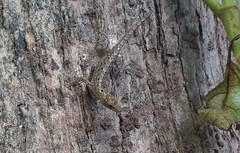 Cnemaspis littoralis