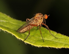 Empis livida