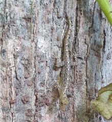 Cnemaspis littoralis