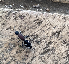 Dolichomutilla sycorax