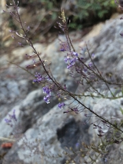 Anarrhinum longipedicellatum