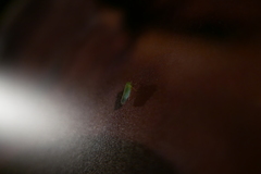 Cicadella