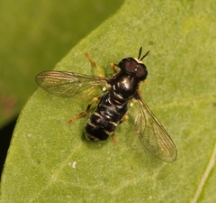 Paragus pecchiolii