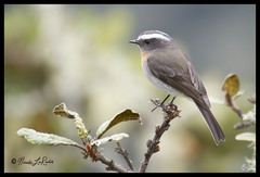 Ochthoeca rufipectoralis