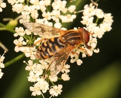Parhelophilus versicolor