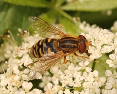 Parhelophilus versicolor