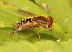Parhelophilus versicolor