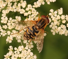 Parhelophilus versicolor