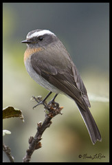 Ochthoeca rufipectoralis