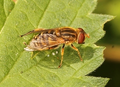 Parhelophilus versicolor