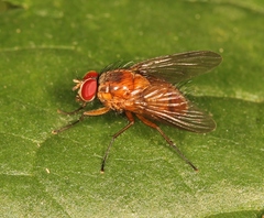 Phaonia pallida