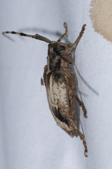 Blepephaeus succinctor