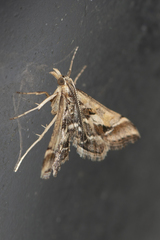 Diasemia accalis