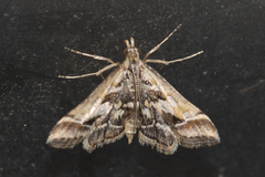 Diasemia accalis