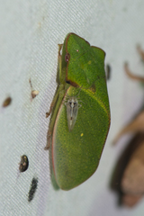 Tituria