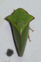 Tituria