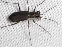 Myriochila semicincta