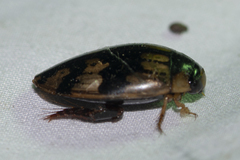 Sandracottus mixtus