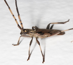 Didymocantha obliqua