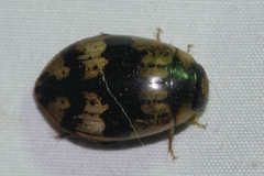 Sandracottus mixtus