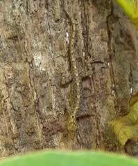 Cnemaspis littoralis