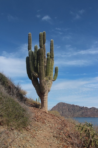 Mexican Giant Cactus