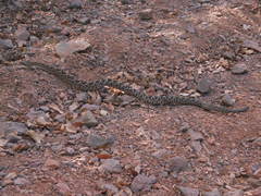 Crotalus basiliscus