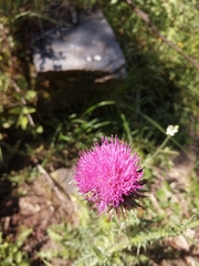 Carduus nutans platypus
