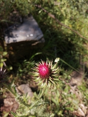 Carduus nutans platypus