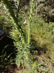 Carduus nutans platypus