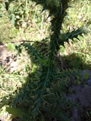 Carduus nutans platypus