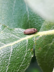 Microbregma emarginatum