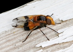 Volucella inflata