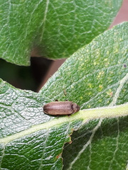 Microbregma emarginatum