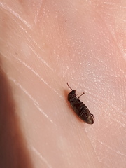 Microbregma emarginatum