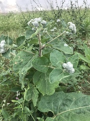 Arctium tomentosum