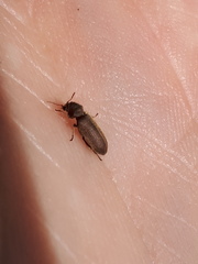 Microbregma emarginatum