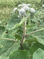 Arctium tomentosum