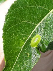 Euura bridgmanii