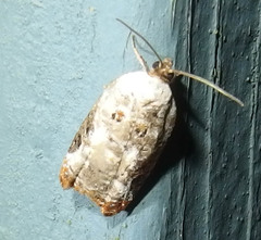 Acleris nivisellana
