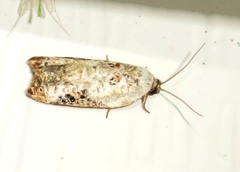 Acleris nivisellana