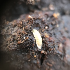 Haplophthalmus danicus