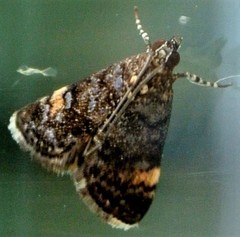 Heliothela ophideresana