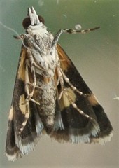 Heliothela ophideresana