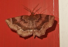 Metarranthis refractaria