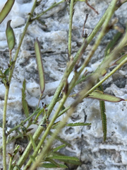 Chamaecrista stricta