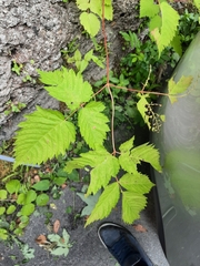 Aruncus dioicus