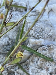 Chamaecrista stricta