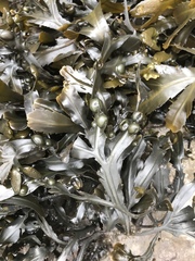 Fucus vesiculosus